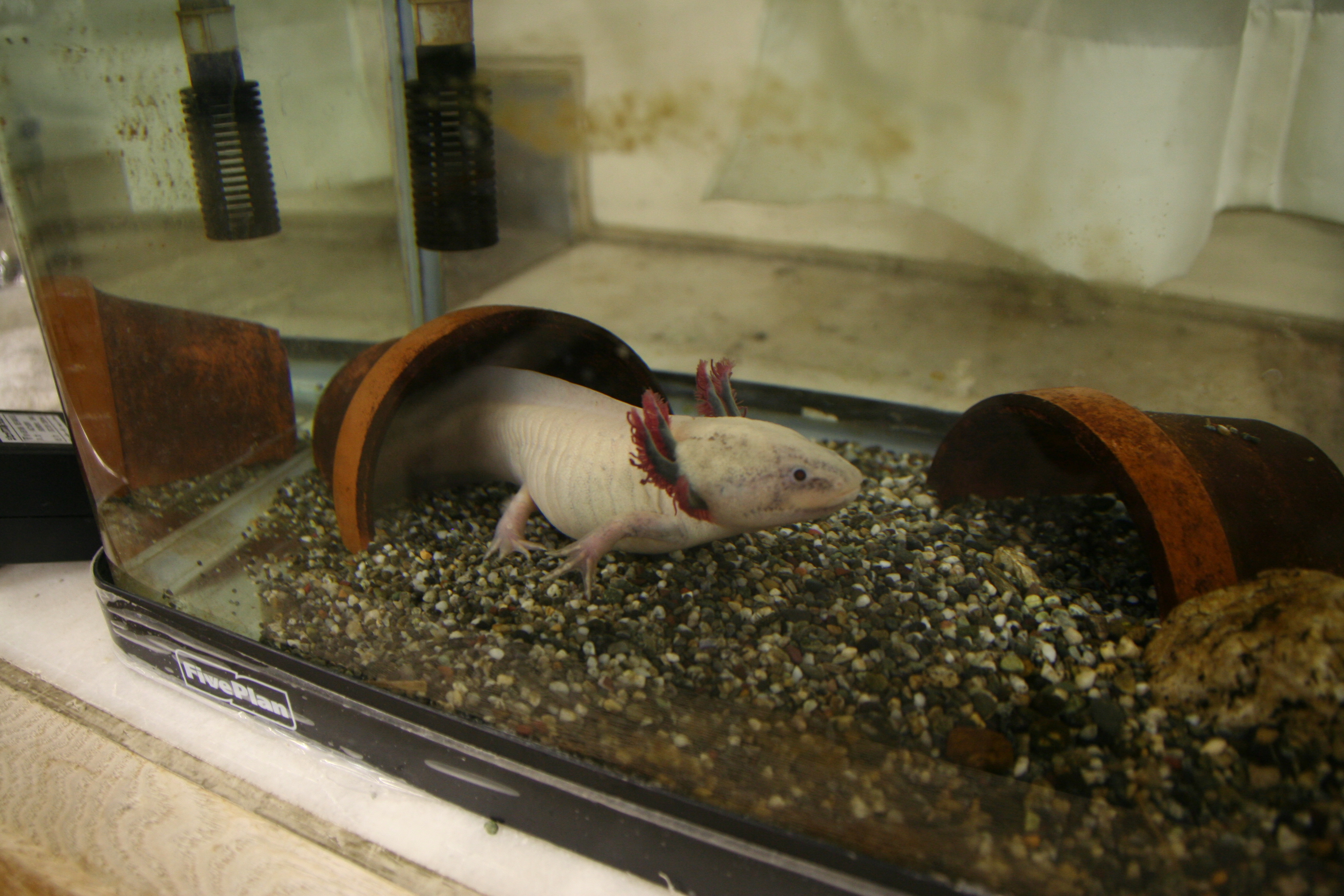 初めまして 諏訪清陵高校 生物部日記